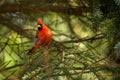 Northern cardinal in tree Royalty Free Stock Photo