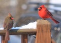 Northern Cardinal