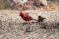 Northern cardinal walking on the garden floor with house finches Royalty Free Stock Photo