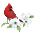 Northern Cardinal and White Dogwood.