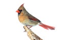 Northern Cardinal On White Royalty Free Stock Photo
