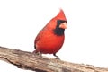 Northern Cardinal On White Royalty Free Stock Photo