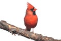 Northern Cardinal On White Royalty Free Stock Photo