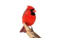 Northern Cardinal On White Royalty Free Stock Photo