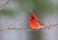 Northern Cardinal in winter Royalty Free Stock Photo