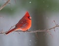 Northern Cardinal in winter Royalty Free Stock Photo