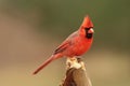 Northern Cardinal in Winter