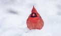 Northern Cardinal in Winter Royalty Free Stock Photo