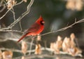 Northern cardinal in winter Royalty Free Stock Photo