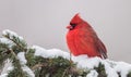 Northern Cardinal in Winter Royalty Free Stock Photo