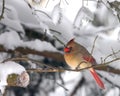 Female Northern Cardinal, Pyrrhuloxia Royalty Free Stock Photo