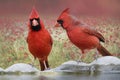 Northern Cardinals on Birdbath