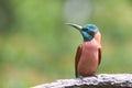 Northern Carmine Bee-Eater