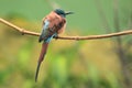 Northern carmine bee-eater