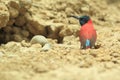 Northern carmine bee-eater