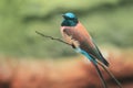 Northern carmine bee-eater