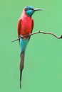 The Northern Carmine Bee-Eater (Merops nubicus).