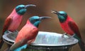 The Northern Carmine Bee-Eater (Merops nubicus).