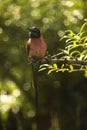 The northern carmine bee-eater Merops nubicus.