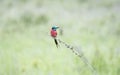 Northern Carmine Bee-eater Merops nubicus Perched on a Branch Royalty Free Stock Photo