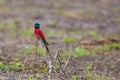 Northern Carmine Bee-eater