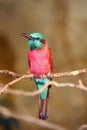 The Northern Carmine Bee-eater ,Merops nubicus, sitting on a branch with a yellow background. Alternative common names include the