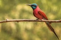 Northern carmine bee-eater perched on a barren tree branch. Royalty Free Stock Photo