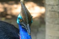 Northern cassowary Royalty Free Stock Photo