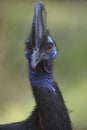 The northern cassowary in Biak island, Indonesia Royalty Free Stock Photo