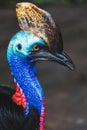 The northern cassowary Casuarius unappendiculatus Royalty Free Stock Photo
