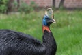 Northern cassowary, Casuarius unappendiculatus, the one-wattled cassowary, single-wattled cassowary Royalty Free Stock Photo