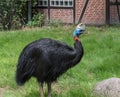 Northern cassowary, Casuarius unappendiculatus, the one-wattled cassowary, single-wattled cassowary. Portrait Royalty Free Stock Photo