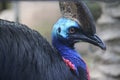 The Northern Cassowary Royalty Free Stock Photo