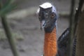 The Northern Cassowary Eyes