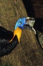 Northern Cassowary or One-Wattled Cassowary, casuarius unappendiculatus, Portrait of Adult Royalty Free Stock Photo