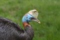 Northern cassowary, the one-wattled cassowary. Portrait Royalty Free Stock Photo
