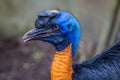 Northern cassowary portrait Royalty Free Stock Photo