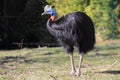 Northern cassowary Royalty Free Stock Photo