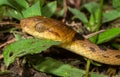 Northern Cat-eyed Snake