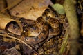 Northern Cat-eyed Snake - Leptodeira septentrionalis species of medium-sized, slightly venomous snake, found from southern Texas Royalty Free Stock Photo