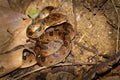 Northern Cat-eyed Snake - Leptodeira septentrionalis species of medium-sized, slightly venomous snake, found from southern Texas Royalty Free Stock Photo