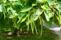 Northern catalpa, a tree with fruits resemblance green beans