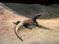 the Northern Chuckwallas, Sauromalus obesus, stocky lizard lying on a rock basking