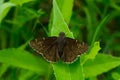 Northern Cloudywing Butterfly - Thorybes Pylades