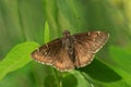 Northern Cloudywing Butterfly - Thorybes Pylades