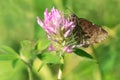 Northern Cloudywing Butterfly - Thorybes pylades