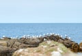 The northern coast of Bornholm, Danmark, with seagulls in front of the shore