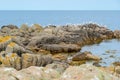 The northern coast of Bornholm, Danmark, with seagulls in front of the shore