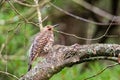 A Northern or Common Flicker Perched on a Tree Branch Royalty Free Stock Photo