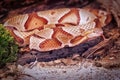 Northern copperhead poisonous snake Royalty Free Stock Photo